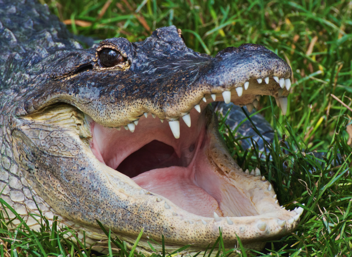 Stolen Alligator Returns Home After 20 Years: A Remarkable Tale